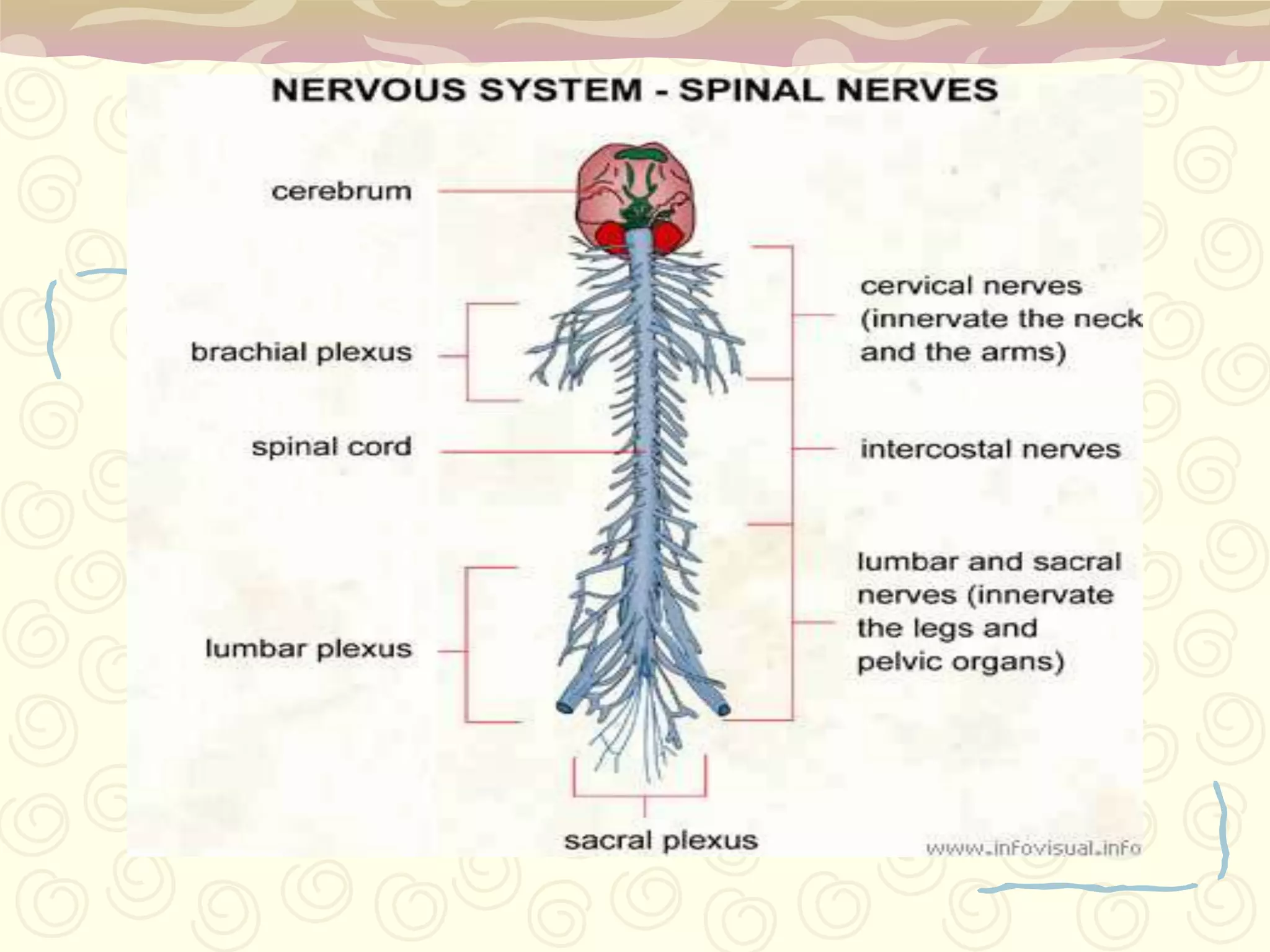 Thoracic Spinal cordThe nerves of the spinal cord supply muscles of the chest that help in breathing and coughing.This region also contains nerves in the sympathetic nervous system.