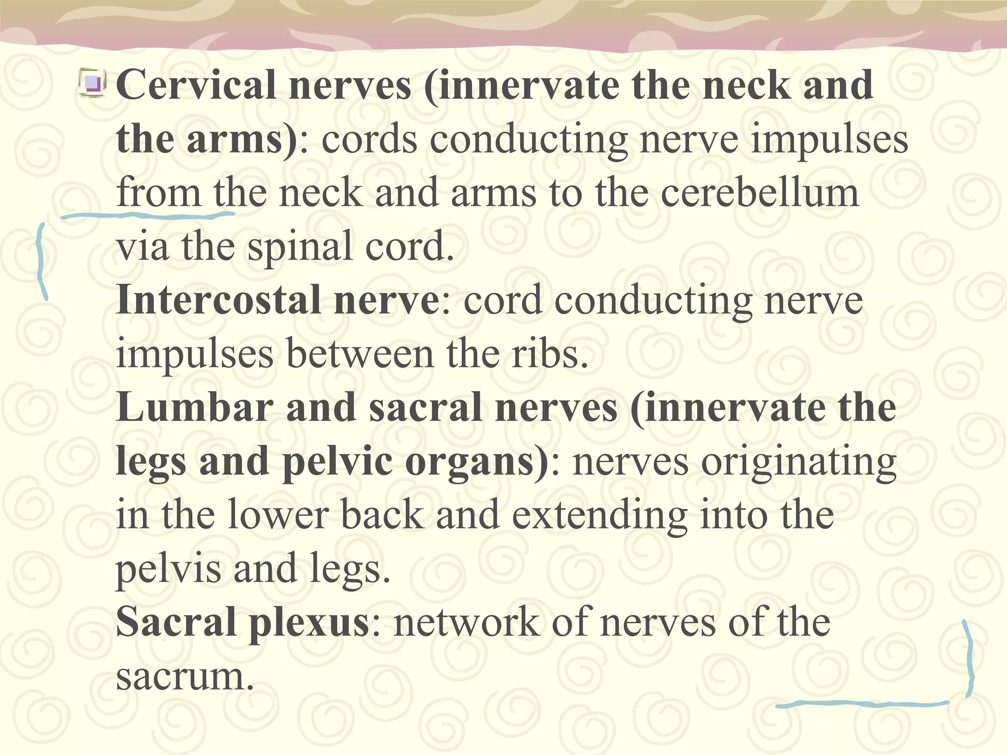 Lumbosacral Spinal CordThe lumbosacral spinal cord and nerve supply legs, pelvis, and bowel and bladder. Sensations from the feet, legs, pelvis, and lower abdomen are transmitted through the lumbosacral nerves and spinal cord to higher segments and eventually the brain
