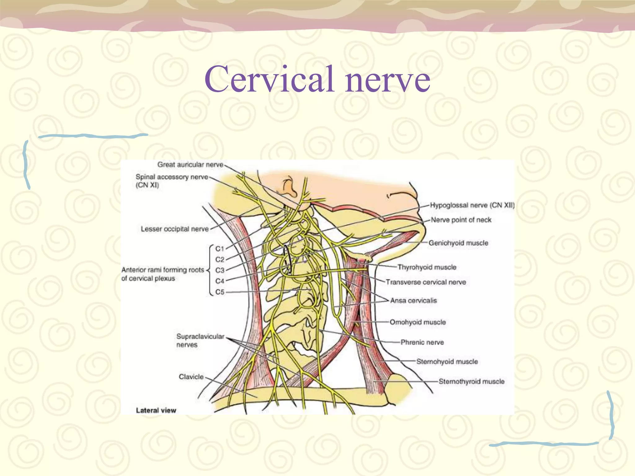 peripheral nervous system of humans has thirty-one pairs of spinal nerves, CRANIAL NERVES