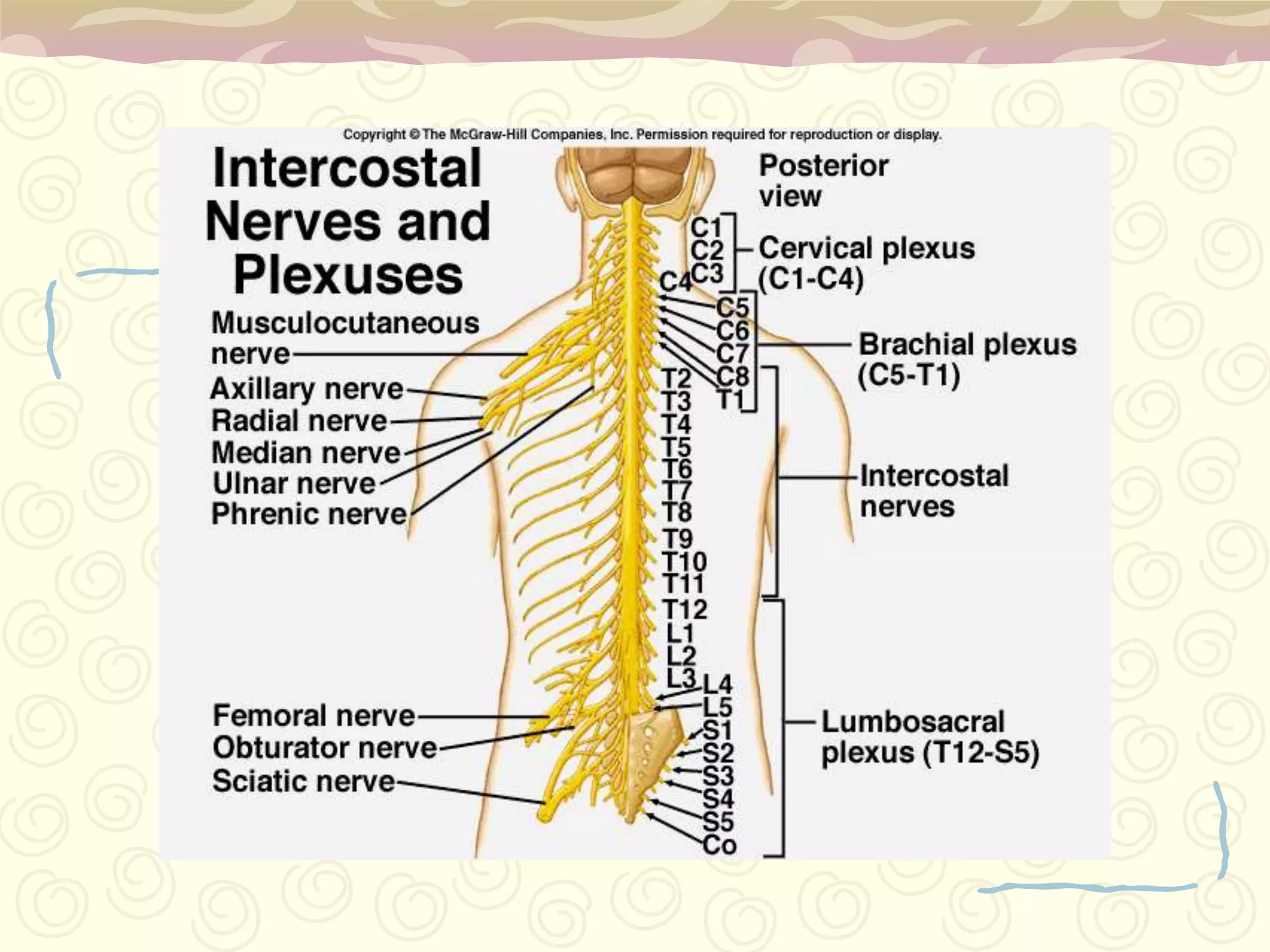 I. Olfactory NerveYFunction:-Sense of Smell- Sensory