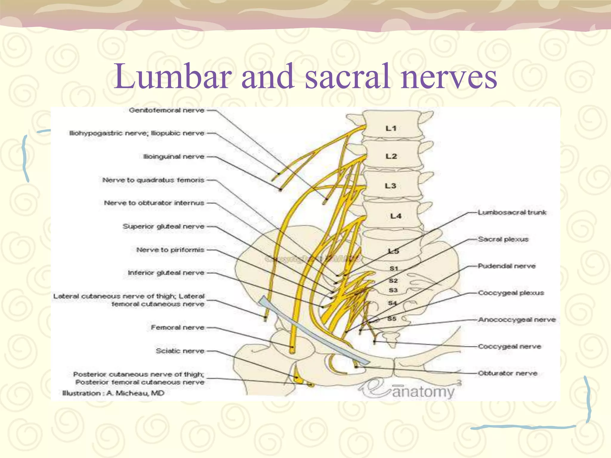 Function:Transmits visual information to the brain; Located in Optic canal.Sense of sightII. optic