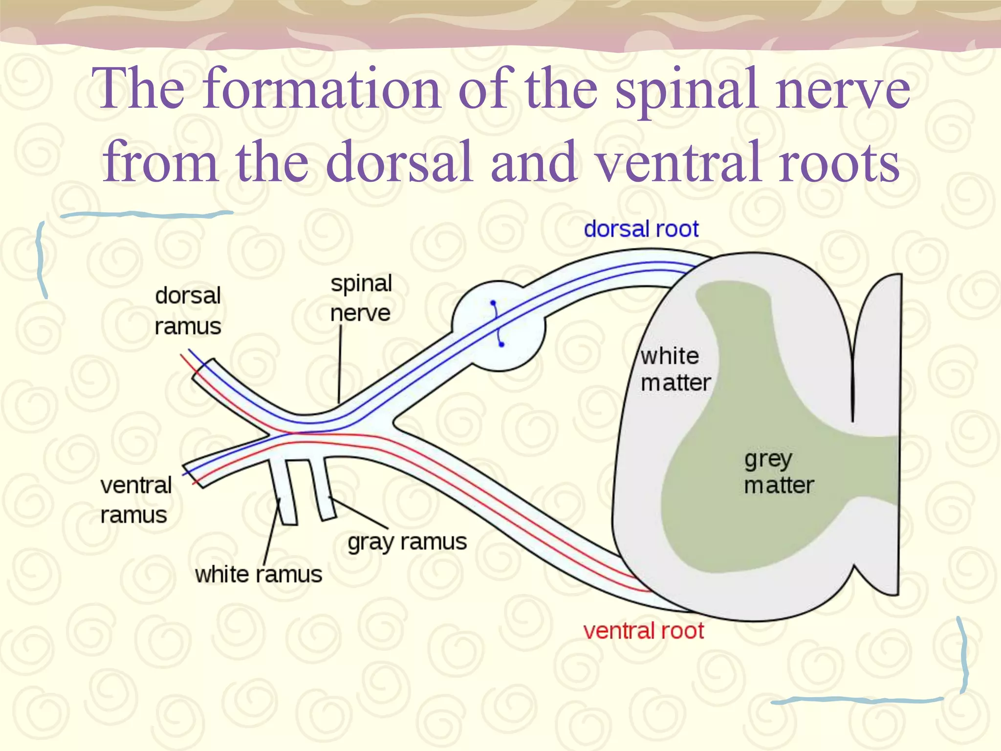 III. OCCUMOTOR NERVEFunction:	The oculomotor nerve is the third of twelve paired cranial nerves. It controls most of the eye's movement and constriction of the pupil, and maintains an open eyelid