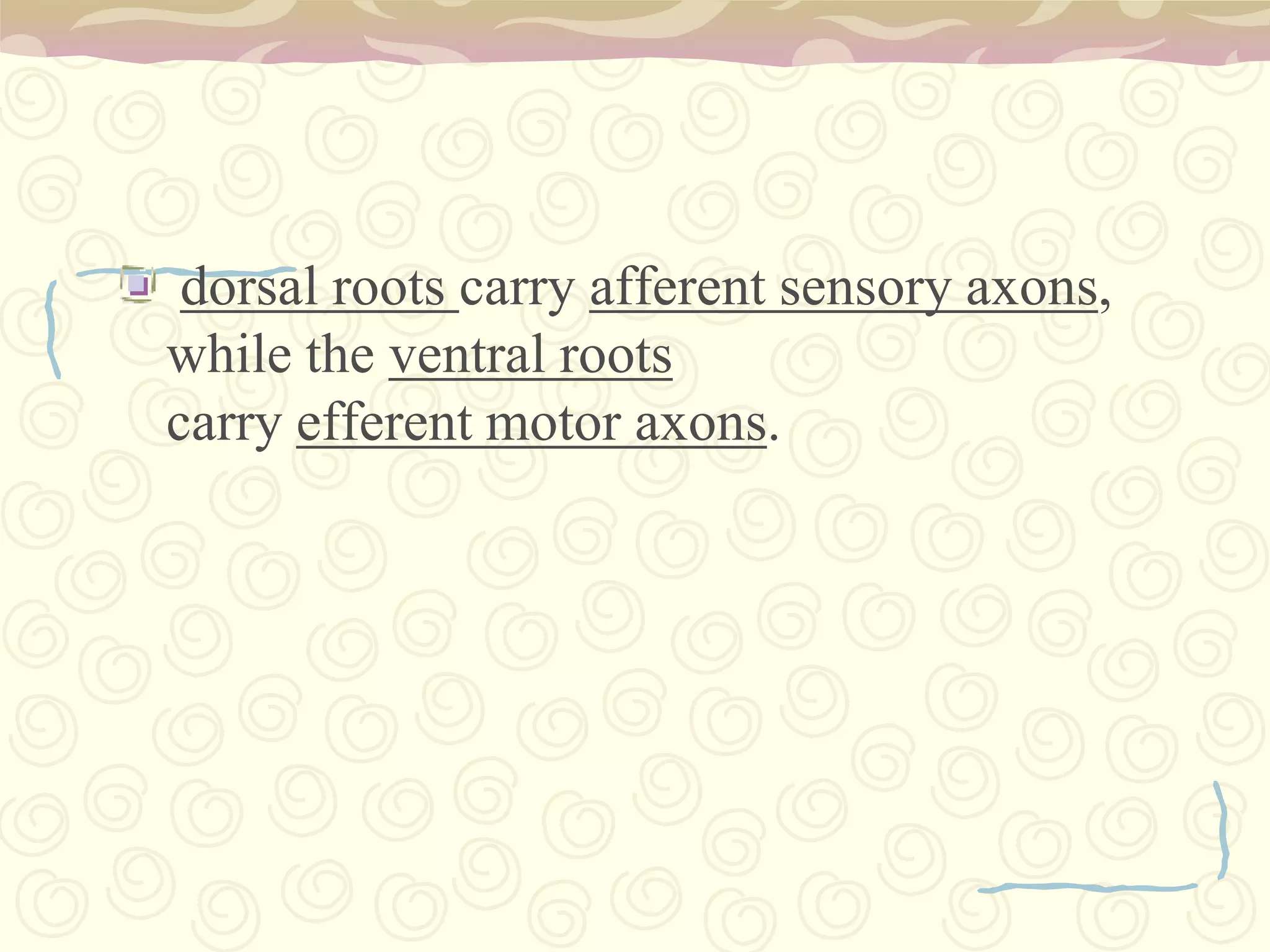 IV. TROCHLEAR NERVEFunction:		It is a motor nerve which stimulates and supplies the superior oblique muscle of the eye. The trochlear nerve is also a part of the cranial nerves which stems from the brain and connects to the eyes. Trochlear nerve function is interconnected to the superior oblique muscle. Which is also responsible for the movement of the eyes as it is one of the six extra ocular muscles that together help in the movement and alignment of the eyes. It acts as a pulley to move the eyes down—toward the tip of the nose