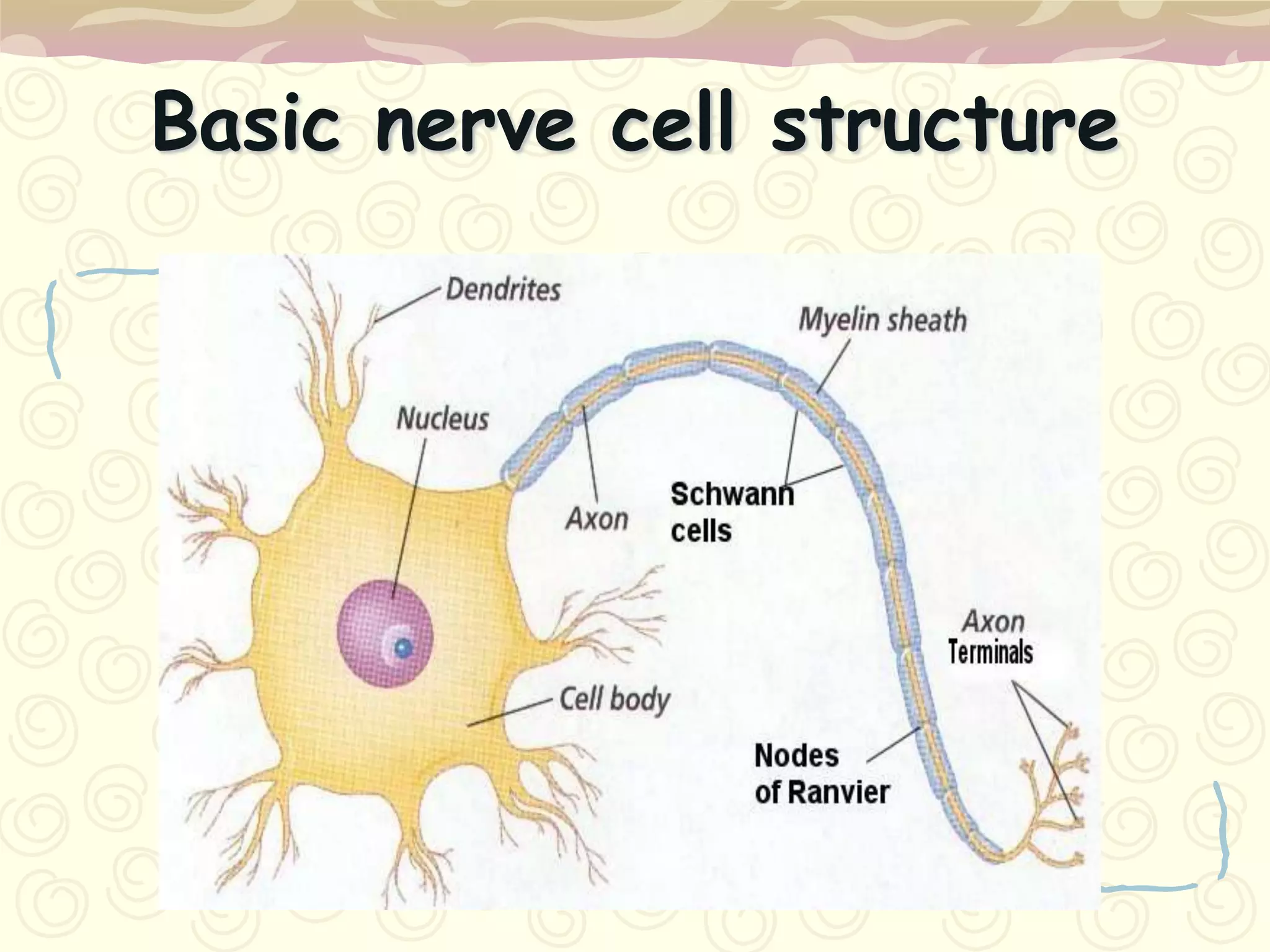 VI. ABDUCENS Innervates the lateral rectus, which abducts the eye. Motor