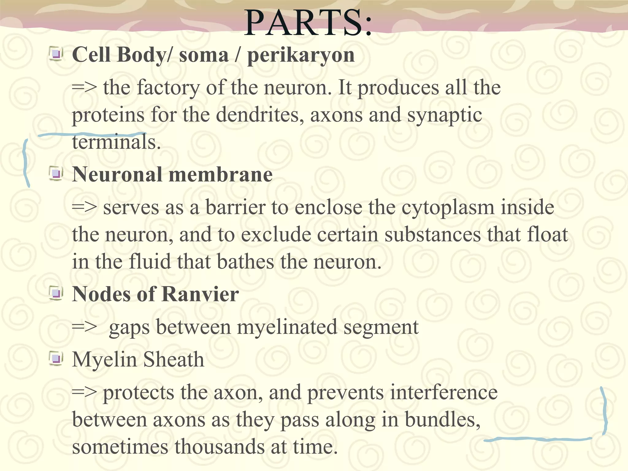 VII. FACIALProvides motor innervation to the muscles of facial expression, posterior belly of the digastric muscle, and stapedius muscle, receives the special sense of taste from the anterior 2/3 of the tongue, and provides secretomotor innervation to the salivary glands (except parotid) and the lacrimal gland; Located and runs through internal acoustic canal to facial canal and exits at stylomastoid foramen