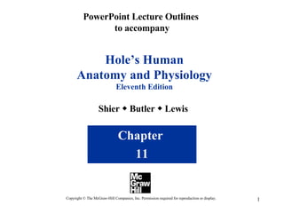 PowerPoint Lecture Outlines  to accompany Hole’s Human Anatomy and Physiology Eleventh Edition Shier    Butler    Lewis  Chapter  11 Copyright © The McGraw-Hill Companies, Inc. Permission required for reproduction or display. 