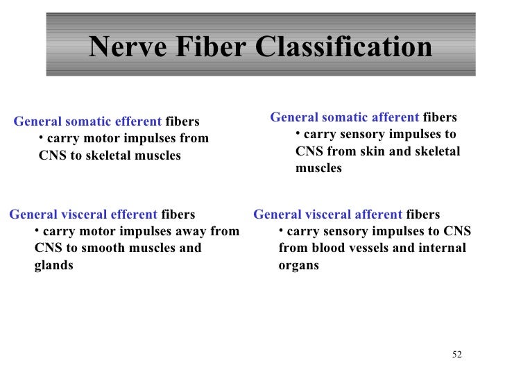 Nervous System