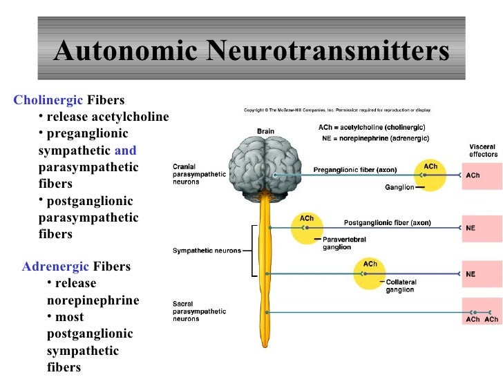 Nervous System