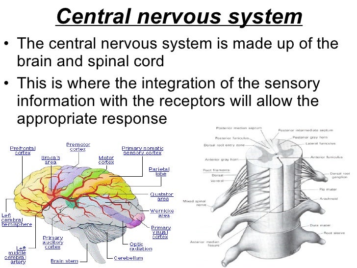 Nervous System