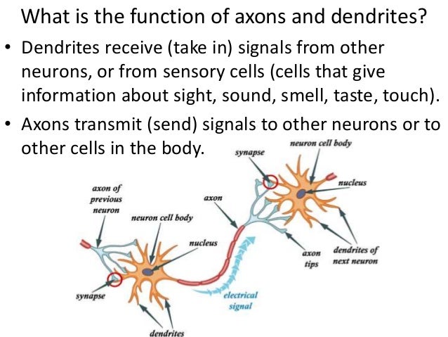 dendrite nervous system