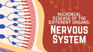 MICROBIAL
DISEASE OF THE
DIFFERENT ORGANS:
Nervous
System
 