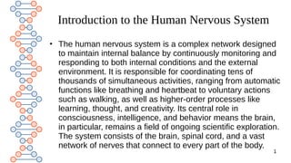 Comprehensive Overview of the Human Nervous System: Structure and ...