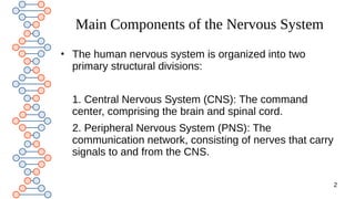 Comprehensive Overview of the Human Nervous System: Structure and ...