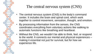 Comprehensive Overview of the Human Nervous System: Structure and ...