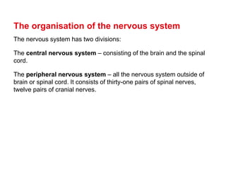 Comprehensive Overview of the Human Nervous System: Structure and ...