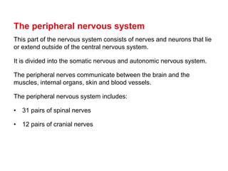 Comprehensive Overview of the Human Nervous System: Structure and ...