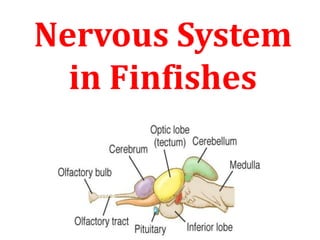 Nervous System
in Finfishes
 