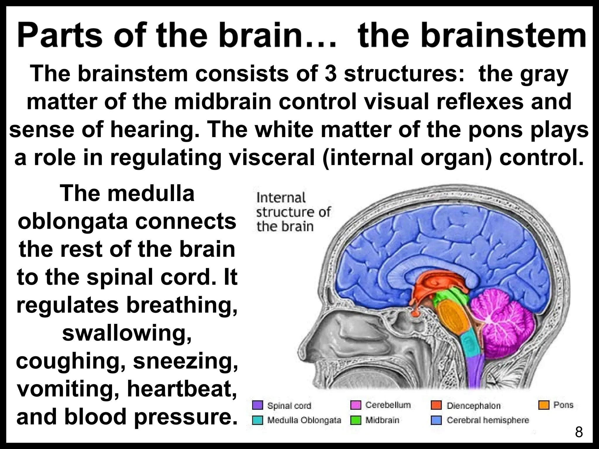 NERVOUS-SYSTEM-PPT-2.ppt.................. | PPT