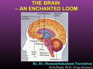 THE BRAIN  – AN ENCHANTED LOOM By, Dr. Shamanthakamani Narendran   M.D.(Pead), Ph.D. (Yoga Science) 