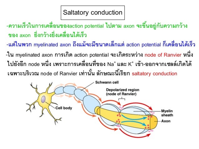 ชีววิทยาเรื่องระบบประสาท Nervous system