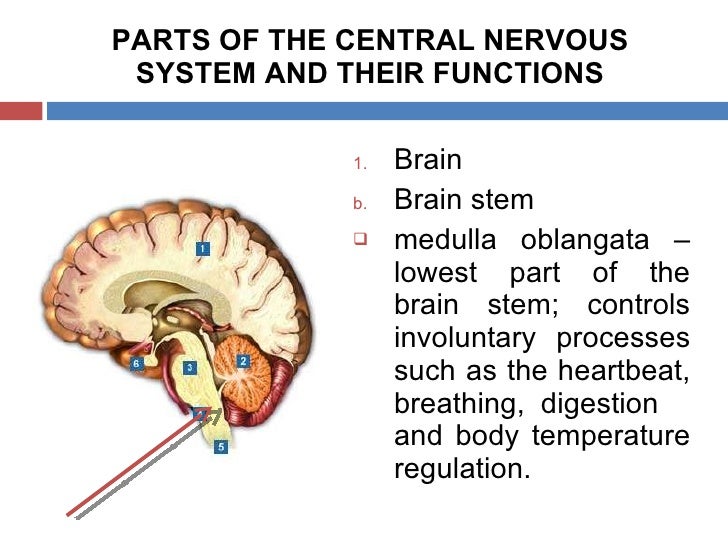 The Role of the Central Nervous System - reportspdf819.web.fc2.com