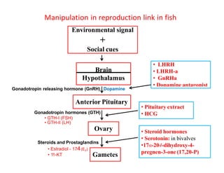 Gnrh Fish Nervous and Endocrine System of Fishes.pdf