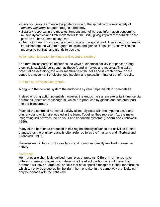 Term Papers And Essays Apa Format Sample Essay Paper also Making A Thesis Statement For An Essay Nervous And Endocrine Systems And How They Keep Us Healthy Obesity Essay Thesis