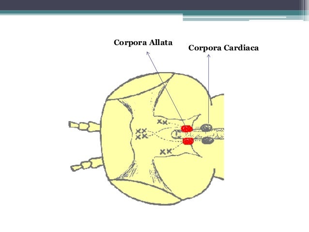 Nervous, circulatory and respiratory system