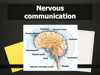 Nervous
communication




                ALBIO9700/2012JK
 