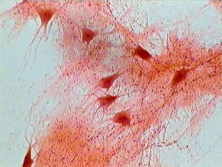 Nervous Communication Microscope Slides Pptx