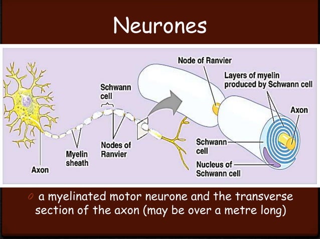 Nervous Communication Microscope Slides Ppt Free Download