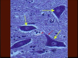 Nervous Communication Microscope Slides Pptx