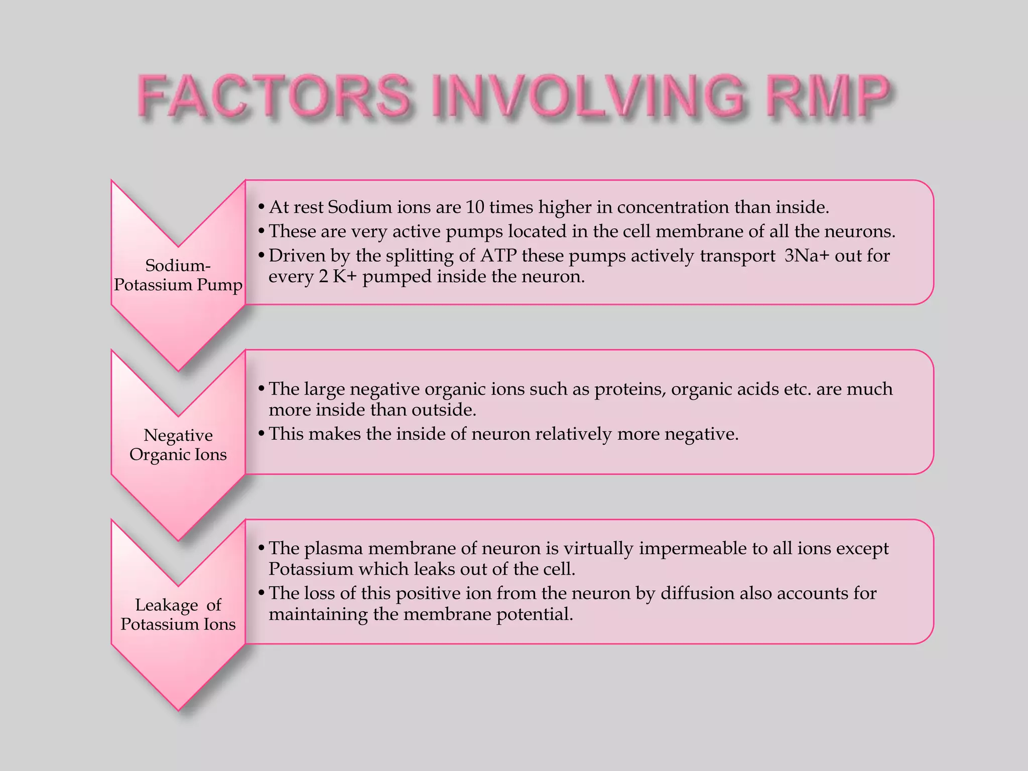 •At rest Sodium ions are 10 times higher in concentration than inside.
               •These are very active pumps located in the cell membrane of all the neurons.
               •Driven by the splitting of ATP these pumps actively transport 3Na+ out for
    Sodium-
Potassium Pump  every 2 K+ pumped inside the neuron.




                 •The large negative organic ions such as proteins, organic acids etc. are much
                  more inside than outside.
  Negative       •This makes the inside of neuron relatively more negative.
 Organic Ions




                 •The plasma membrane of neuron is virtually impermeable to all ions except
                  Potassium which leaks out of the cell.
                 •The loss of this positive ion from the neuron by diffusion also accounts for
 Leakage of
                  maintaining the membrane potential.
Potassium Ions
 