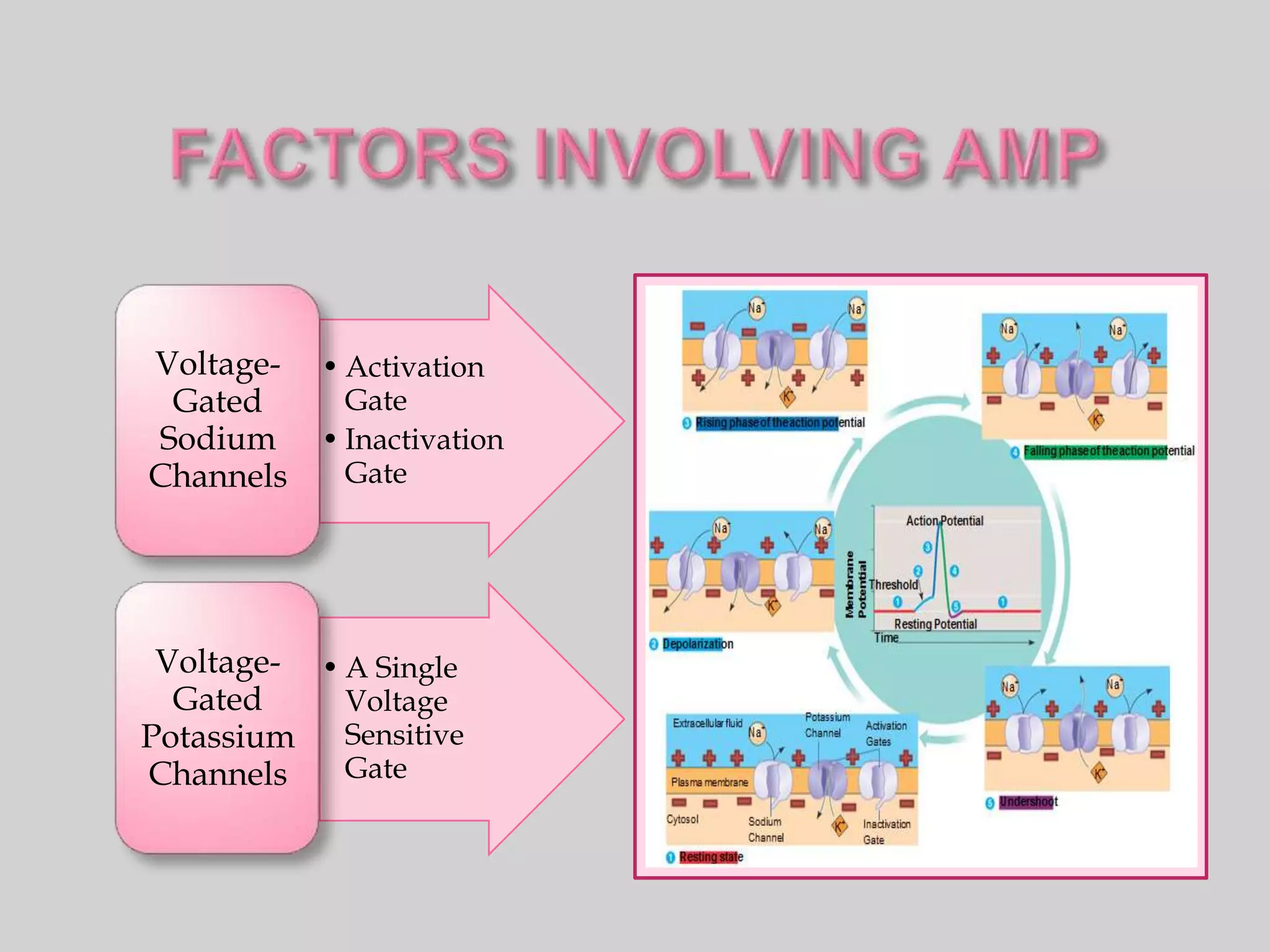 Voltage-   • Activation
 Gated       Gate
Sodium     • Inactivation
Channels     Gate




 Voltage- • A Single
  Gated     Voltage
Potassium   Sensitive
Channels    Gate
 