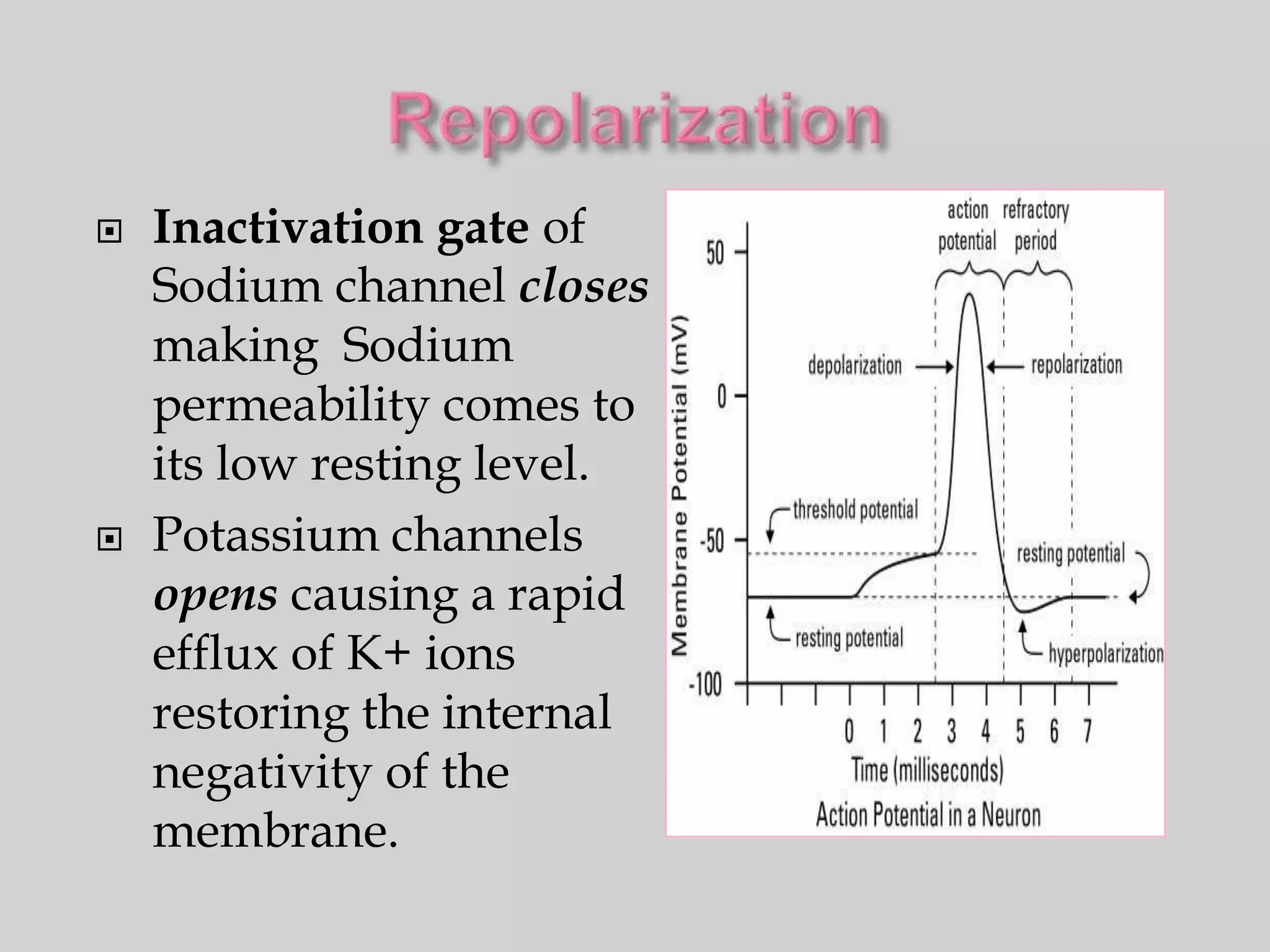    Inactivation gate of
    Sodium channel closes
    making Sodium
    permeability comes to
    its low resting level.
   Potassium channels
    opens causing a rapid
    efflux of K+ ions
    restoring the internal
    negativity of the
    membrane.
 