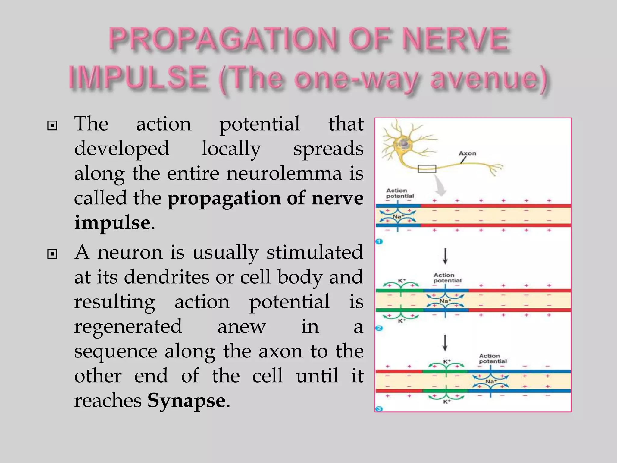    The action potential that
    developed      locally    spreads
    along the entire neurolemma is
    called the propagation of nerve
    impulse.
   A neuron is usually stimulated
    at its dendrites or cell body and
    resulting action potential is
    regenerated      anew      in   a
    sequence along the axon to the
    other end of the cell until it
    reaches Synapse.
 