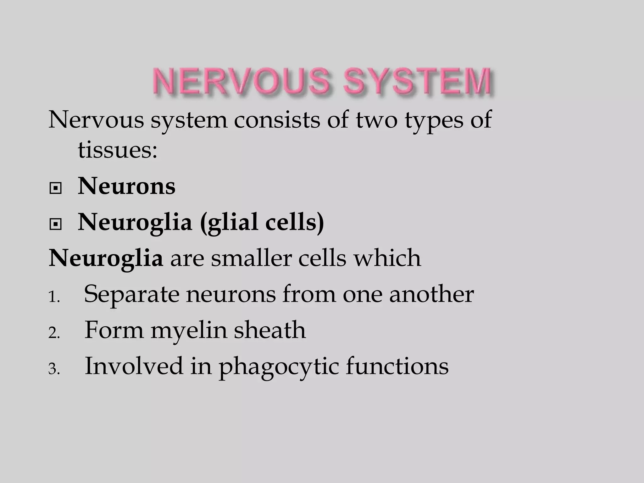 Nervous system consists of two types of
   tissues:
 Neurons

 Neuroglia (glial cells)

Neuroglia are smaller cells which
1. Separate neurons from one another

2. Form myelin sheath

3. Involved in phagocytic functions
 