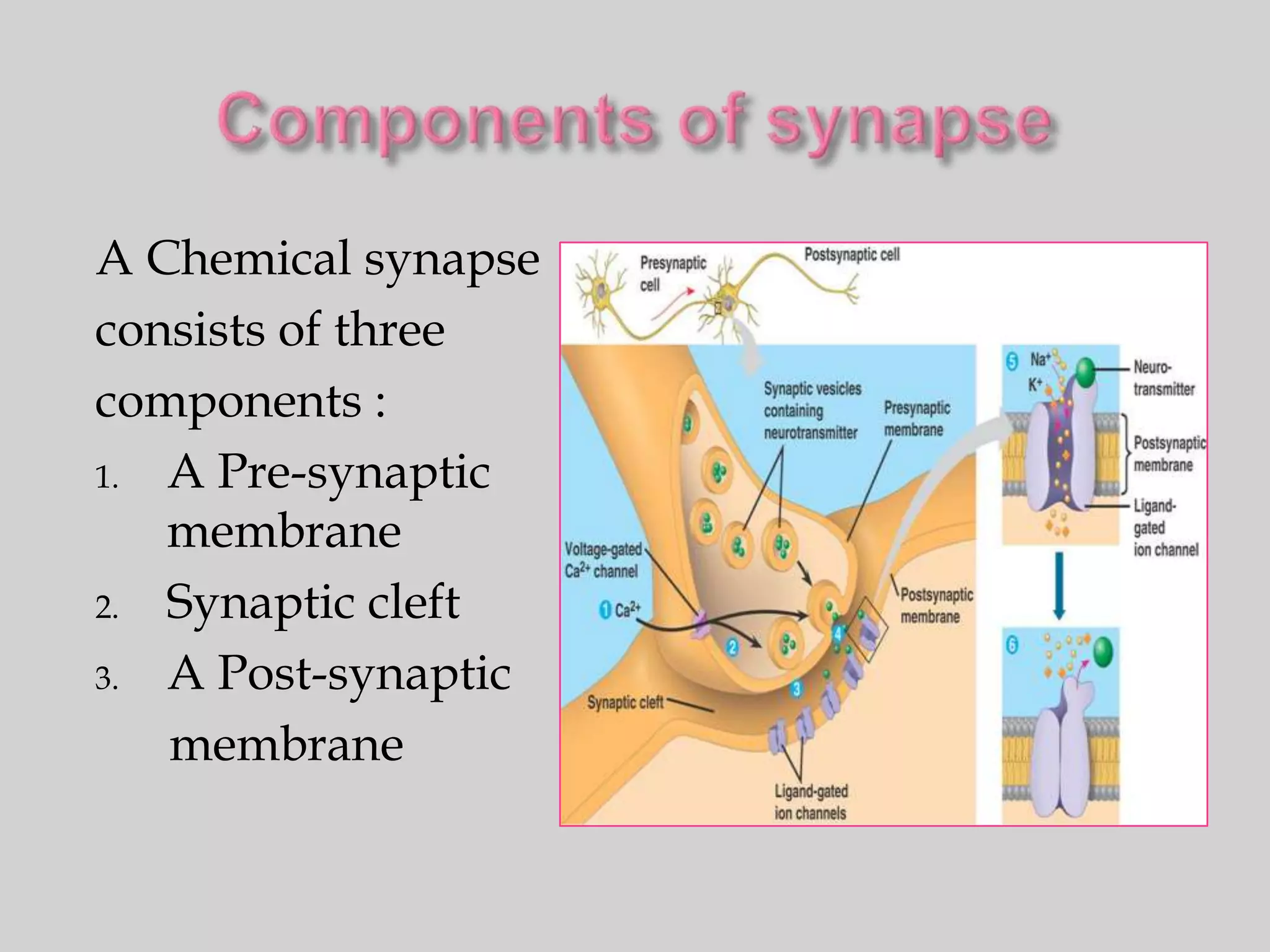 A Chemical synapse
consists of three
components :
1. A Pre-synaptic
   membrane
2. Synaptic cleft

3. A Post-synaptic

   membrane
 