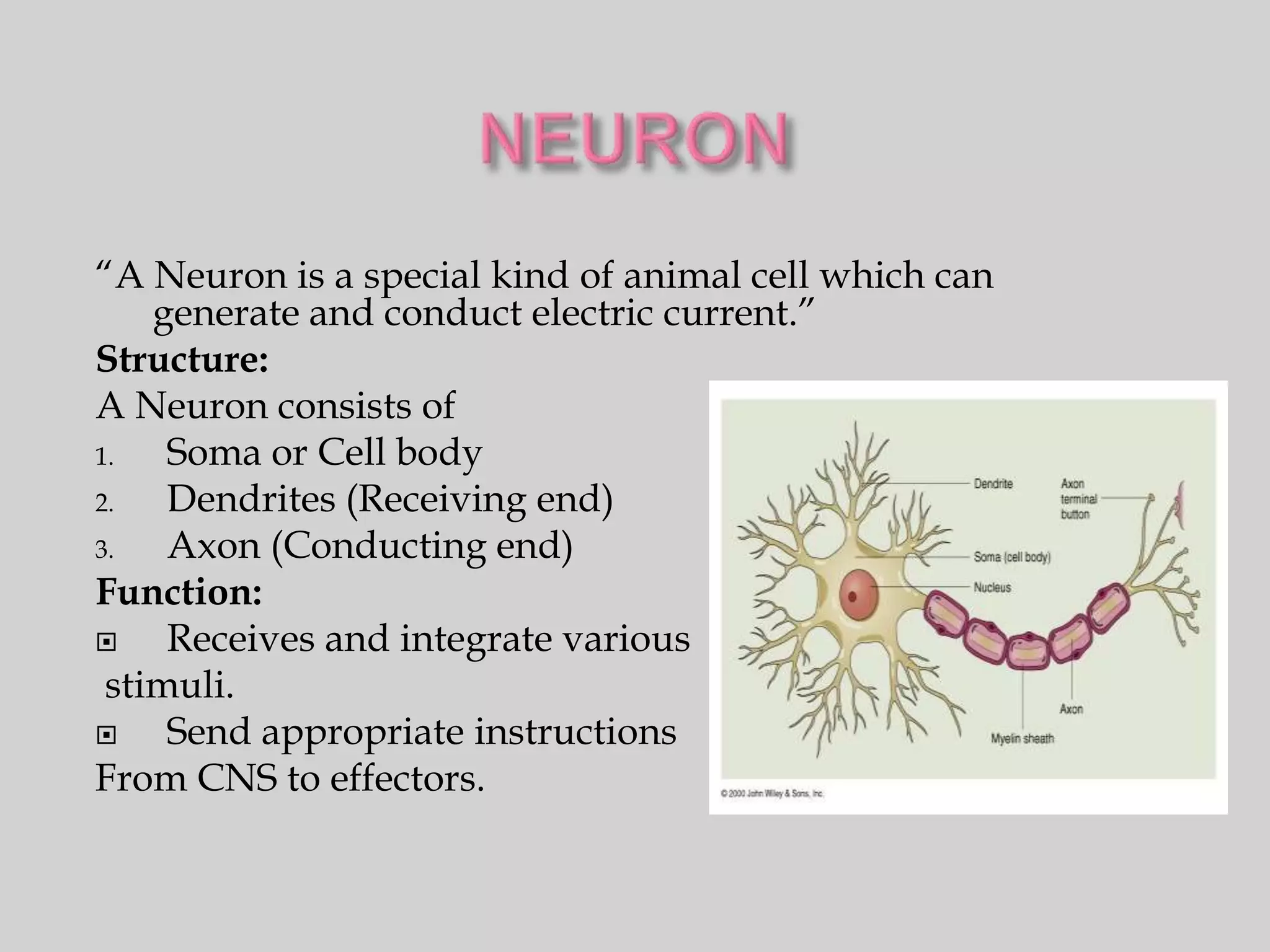 “A Neuron is a special kind of animal cell which can
    generate and conduct electric current.”
Structure:
A Neuron consists of
1.   Soma or Cell body
2.   Dendrites (Receiving end)
3.   Axon (Conducting end)
Function:
    Receives and integrate various
 stimuli.
    Send appropriate instructions
From CNS to effectors.
 