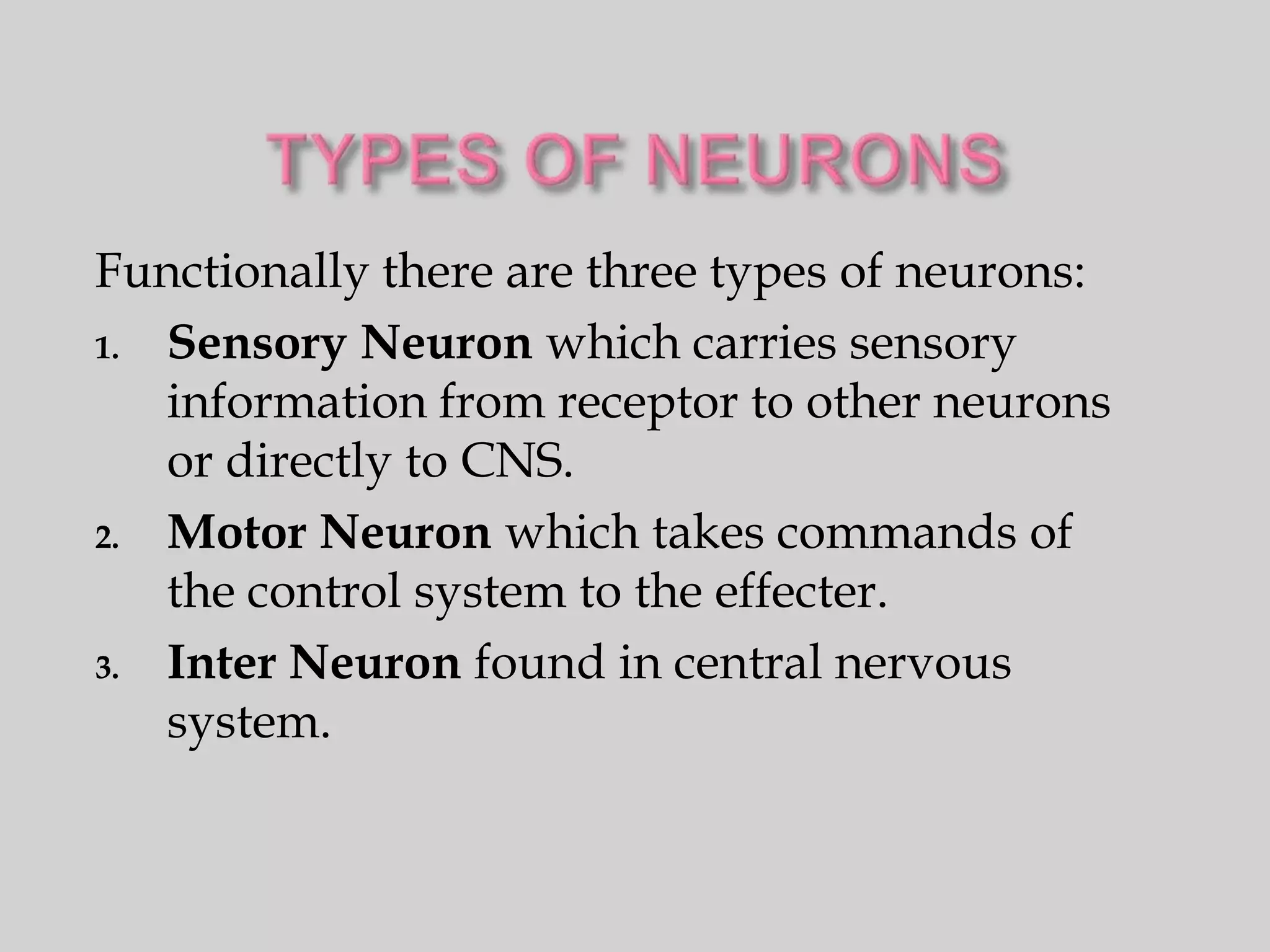 Functionally there are three types of neurons:
1. Sensory Neuron which carries sensory
   information from receptor to other neurons
   or directly to CNS.
2. Motor Neuron which takes commands of
   the control system to the effecter.
3. Inter Neuron found in central nervous
   system.
 