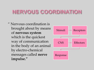 “ Nervous coordination is
  brought about by means     Stimuli    Receptors
  of nervous system
  which is the quickest
  way of communication         CNS      Effectors
  in the body of an animal
  by electro-chemical
  messages called nerve      Response
  impulse.”
 