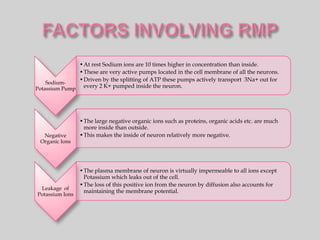 •At rest Sodium ions are 10 times higher in concentration than inside.
               •These are very active pumps located in the cell membrane of all the neurons.
               •Driven by the splitting of ATP these pumps actively transport 3Na+ out for
    Sodium-
Potassium Pump  every 2 K+ pumped inside the neuron.




                 •The large negative organic ions such as proteins, organic acids etc. are much
                  more inside than outside.
  Negative       •This makes the inside of neuron relatively more negative.
 Organic Ions




                 •The plasma membrane of neuron is virtually impermeable to all ions except
                  Potassium which leaks out of the cell.
                 •The loss of this positive ion from the neuron by diffusion also accounts for
 Leakage of
                  maintaining the membrane potential.
Potassium Ions
 