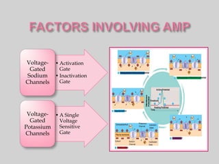 Voltage-   • Activation
 Gated       Gate
Sodium     • Inactivation
Channels     Gate




 Voltage- • A Single
  Gated     Voltage
Potassium   Sensitive
Channels    Gate
 
