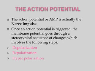    The action potential or AMP is actually the
    Nerve Impulse.
   Once an action potential is triggered, the
    membrane potential goes through a
    stereotypical sequence of changes which
    involves the following steps:
    Depolarization
    Repolarization
    Hyper polarization
 