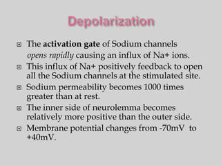    The activation gate of Sodium channels
    opens rapidly causing an influx of Na+ ions.
   This influx of Na+ positively feedback to open
    all the Sodium channels at the stimulated site.
   Sodium permeability becomes 1000 times
    greater than at rest.
   The inner side of neurolemma becomes
    relatively more positive than the outer side.
   Membrane potential changes from -70mV to
    +40mV.
 