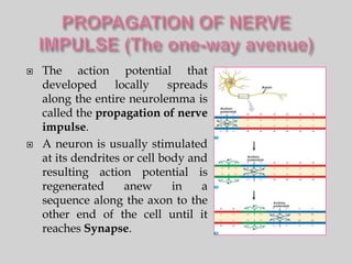    The action potential that
    developed      locally    spreads
    along the entire neurolemma is
    called the propagation of nerve
    impulse.
   A neuron is usually stimulated
    at its dendrites or cell body and
    resulting action potential is
    regenerated      anew      in   a
    sequence along the axon to the
    other end of the cell until it
    reaches Synapse.
 