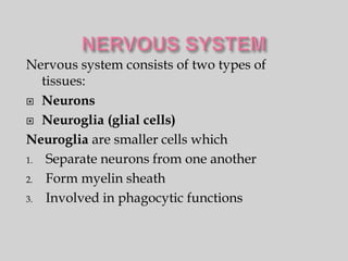 Nervous system consists of two types of
   tissues:
 Neurons

 Neuroglia (glial cells)

Neuroglia are smaller cells which
1. Separate neurons from one another

2. Form myelin sheath

3. Involved in phagocytic functions
 
