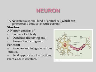“A Neuron is a special kind of animal cell which can
    generate and conduct electric current.”
Structure:
A Neuron consists of
1.   Soma or Cell body
2.   Dendrites (Receiving end)
3.   Axon (Conducting end)
Function:
    Receives and integrate various
 stimuli.
    Send appropriate instructions
From CNS to effectors.
 