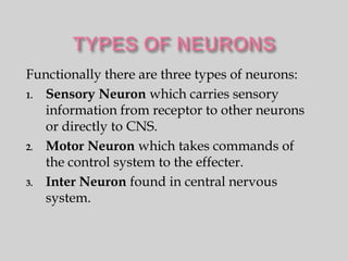 Functionally there are three types of neurons:
1. Sensory Neuron which carries sensory
   information from receptor to other neurons
   or directly to CNS.
2. Motor Neuron which takes commands of
   the control system to the effecter.
3. Inter Neuron found in central nervous
   system.
 