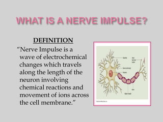 DEFINITION
“Nerve Impulse is a
 wave of electrochemical
 changes which travels
 along the length of the
 neuron involving
 chemical reactions and
 movement of ions across
 the cell membrane.”
 
